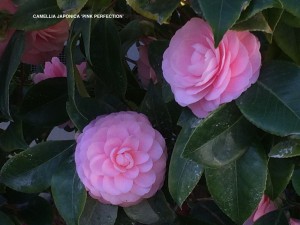 Camellia jap. 'Pink Perfection' - Blossom