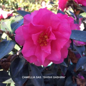 Camellia sas. 'Shishi Gashira' - blossom