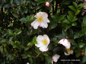 Camellia sasanqua 'Hana Jiman' - blossom
