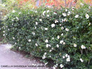 Camellia sasanqua 'Hana Jiman'