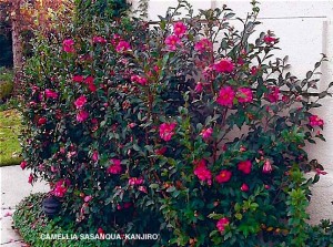 Camellia sasanqua 'Kanjiro' - blooming