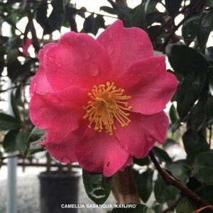 Camellia sasanqua 'Kanjiro' - blossom