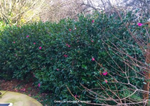 Camellia sasanqua 'Kanjiro' - hedge