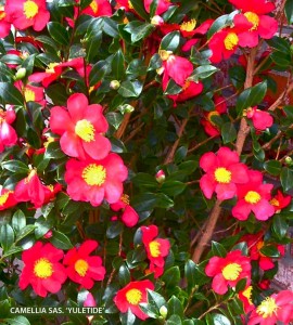 Camellia sasanqua 'Yuletide' - blossom