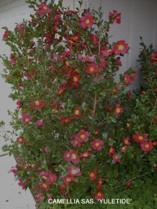 Camellia sasanqua 'Yuletide'