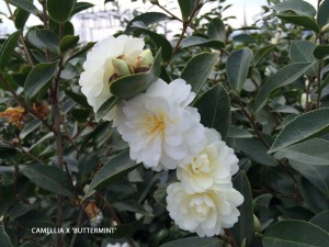 Camellia x 'Buttermint'
