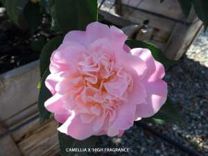 Camellia x 'High Fragrance'