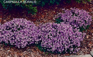 Campanula muralis