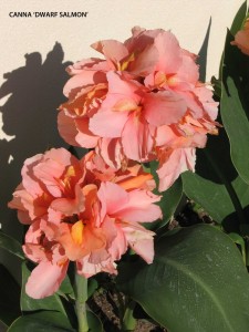 Canna 'Dwarf Salmon' - blossom