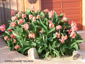 Canna 'Dwarf Salmon'