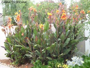 Canna 'Tropicanna'
