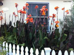 Canna - orange