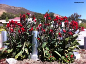Canna - red - blooming