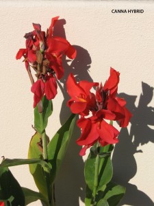 Canna hybrid - red - blossom
