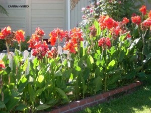 Canna hybrid - red