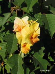 Canna hybrid - yellow - blossom