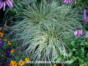 Carex oshimensis 'Evergold'