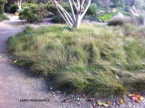 Carex praecracilis - mass