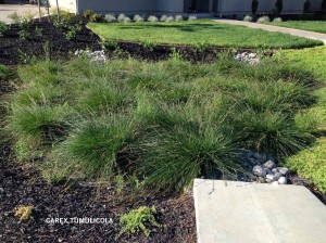 Carex tumulicola - group
