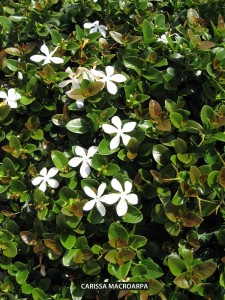 Carissa macroarpa - detail
