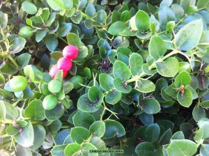 Carissa macrocarpa - detail 1