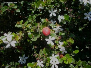 Carissa macrocarpa - detail