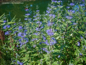 Caryopteris x clandonensis 'Heavenly Blue' - blossom