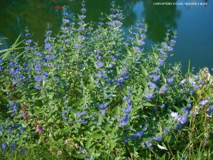 Caryopteris x clandonensis 'Heavenly Blue'-blooming