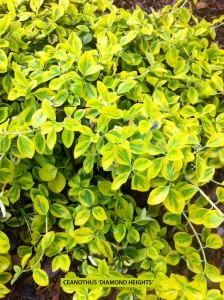 Ceanothus 'Diamond Heights' - foliage