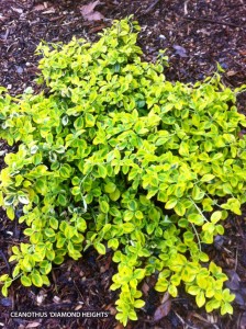 Ceanothus 'Diamond Heights'