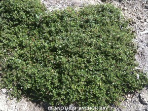 Ceanothus gloriosus 'Anchor Bay'