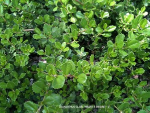 Ceanothus gloriosus 'Heart's Desire' - foliage