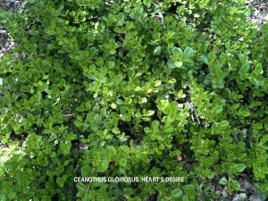 Ceanothus gloriosus 'Heart's Desire'