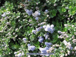 Ceanothus griseus horizontalis 'Carmel Creeper' - blossom
