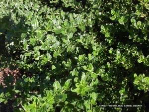 Ceanothus griseus horizontalis 'Carmel Creeper' - foliage