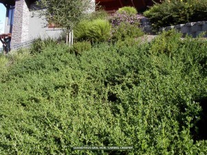 Ceanothus griseus horizontalis 'Carmel Creeper'