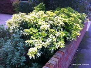 Choisya ternata 'Sundance' - Sundance Mexican Orange Blossom