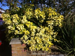 Choisya ternata 'Sundance'