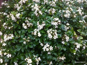 Choisya ternata - blossom