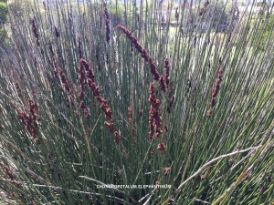 Chondropetalum elephantuinum - foliage & blossom