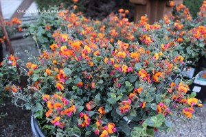 Chorizema 'Bush Flame'