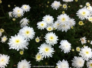 Chrysanthemum maximum 'Esther Reed' - blossom