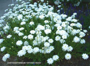 Chrysanthemum maximum 'Esther Reed'