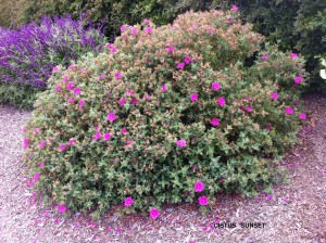 Cistus 'Sunset'