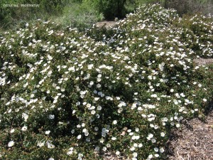 Cistus salviifolius 'Prostratus'