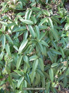 Clematis armandii - foliage