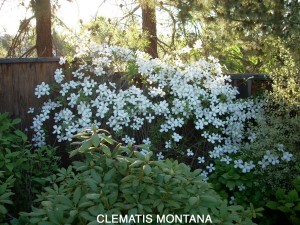 Clematis montana