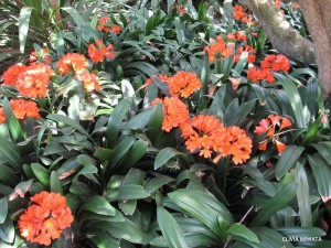 Clivia miniata - blooming