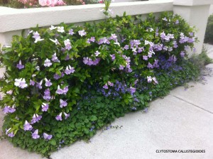Clytostoma callistegioides - blooming 2