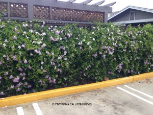 Clytostoma callistegioides - blooming fence